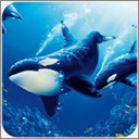 虎鲸模拟器最新版2024下载v1.0.3安卓版